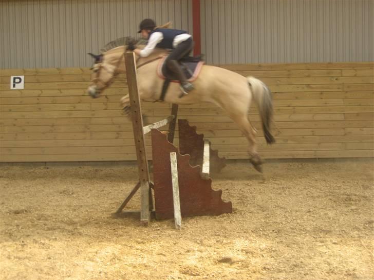 Fjordhest lotus(halsnæs)*solgt ;(!  - oooog hopla! billede 14