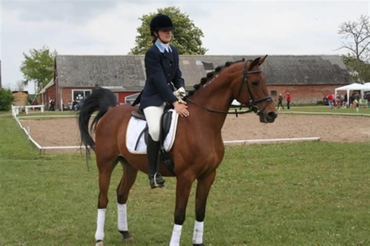Arabisk fuldblod (OX) Thunder Cat OX - Thunder Cat OX 2007 billede 3