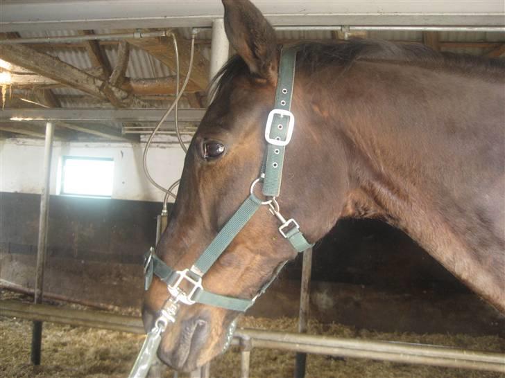 Dansk Varmblod picato. DØD :'( R.I.P  - puuha træt efter ridning :D ! billede 13
