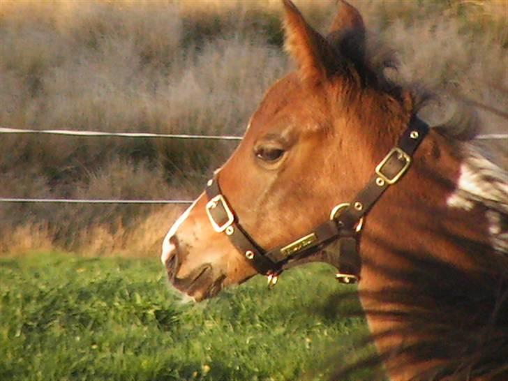 Pinto Egebæks Makita R.I.P. - Bette kønne hoved! billede 13