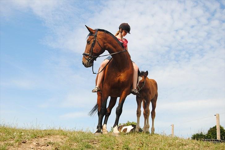 Dansk Varmblod Falkenhus's Rapsodi - 20-07-2010 kathrine rider rappe:) 3. gang rappe bliver redet efter hun har fået føl og første gang med hovedtøj<3  billede 10