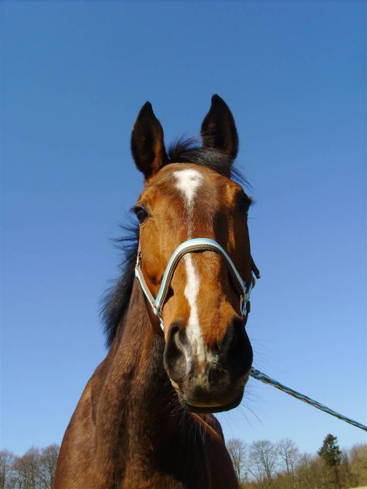 Dansk Varmblod Falkenhus's Rapsodi - 2008 billede 11