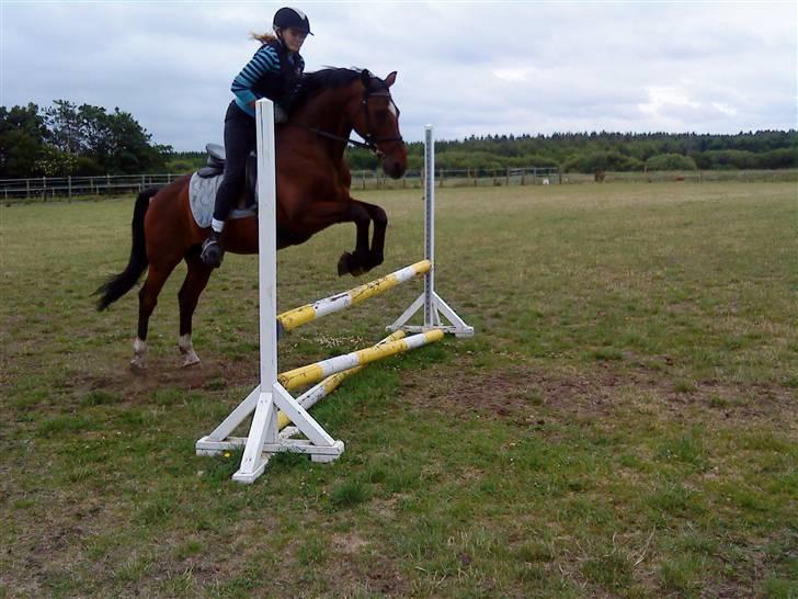 Trakehner Urban<3 *Gammel part* - wee springer!! billede 2