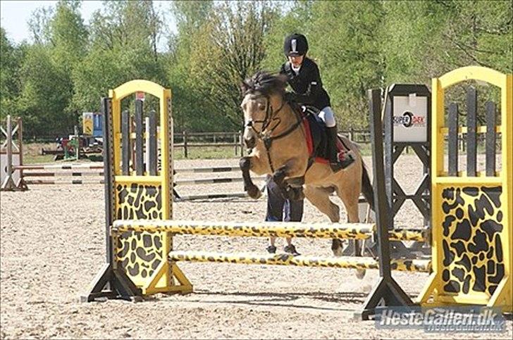 Irsk Sportspony | Irish Spirit - Spirit og hans nye ejer Majken i LB som de vinder :D De er så gode sammen! <3 billede 8