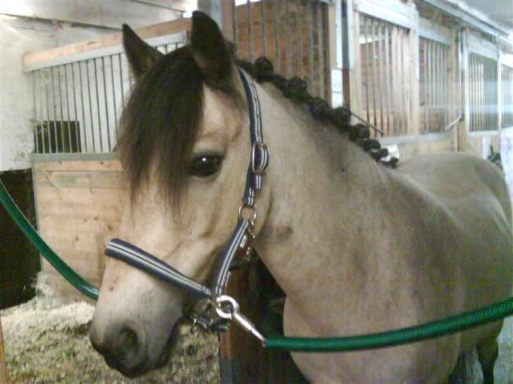 Irsk Sportspony | Irish Spirit - Inden stævne. se hvor fint han er flettet :o) billede 11