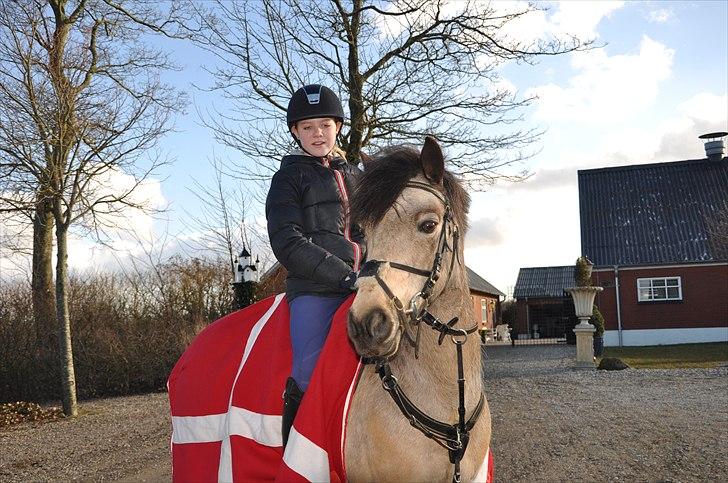 Irsk Sportspony | Irish Spirit - Besøg hos det dejlige pony´dyr den 19/3-11 :´) billede 12