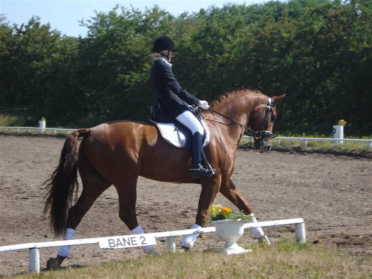 Dansk Varmblod Dupont "C" billede 12