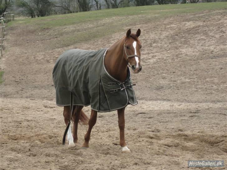 Dansk Varmblod Dupont "C" - Dupont på fold en af de første dage : P Foto Melene billede 13