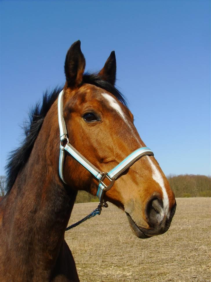 Dansk Varmblod Falkenhus's Rapsodi - 2008 billede 12