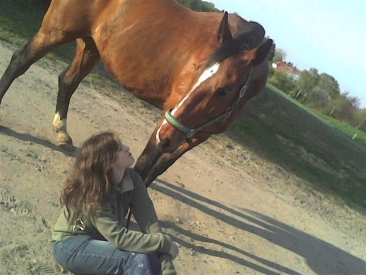 Dansk Varmblod Falkenhus's Rapsodi - 2008 billede 13