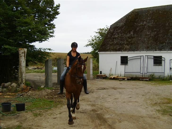 Dansk Varmblod Falkenhus's Rapsodi - 2008 billede 14