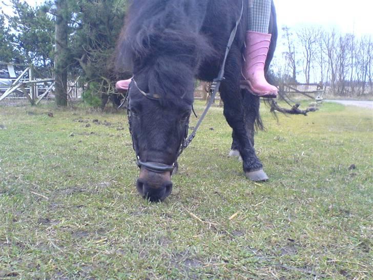 Anden særlig race Buster  - Vi skal lige spise så kan vi ride senere!:) billede 5