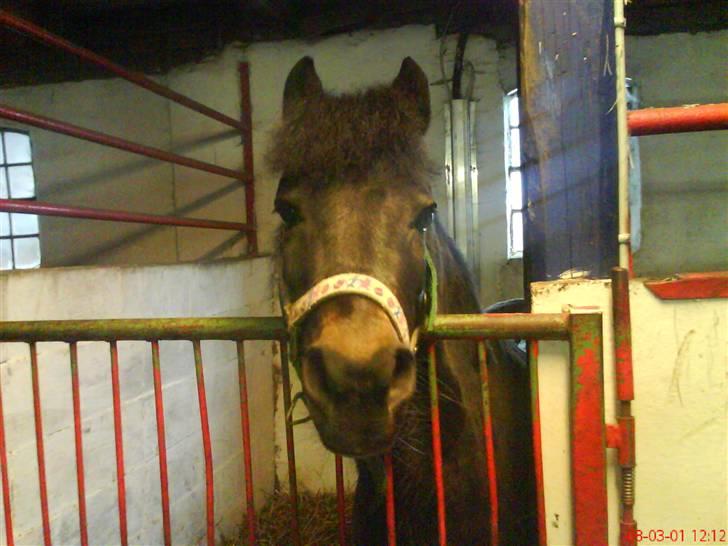 Anden særlig race Buster  - Endnu mig, se mit smukke hoved:) billede 10