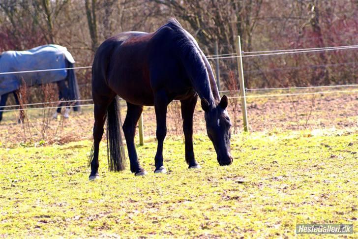 Anden særlig race Esmeralda <3 †18/11-10† - En dejlig dag og være på fold billede 14