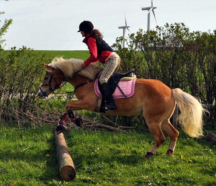 Haflinger               Alena - ´<3 billede 18
