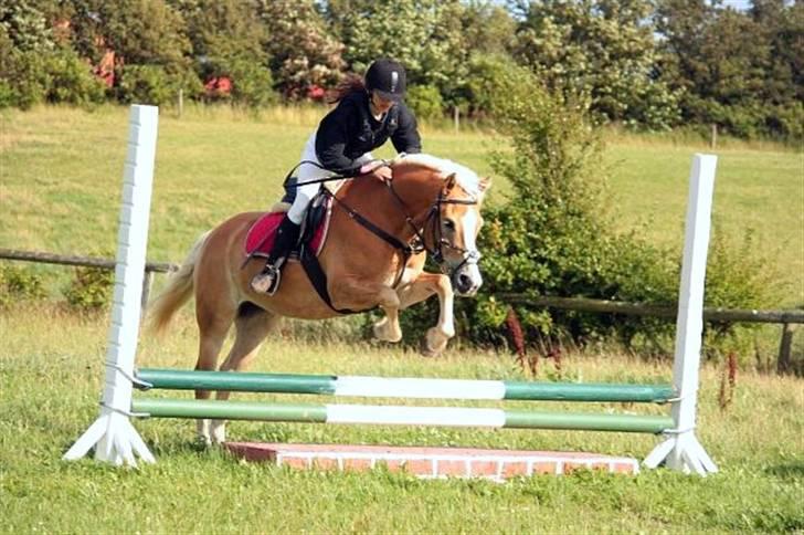 Haflinger               Alena - :-D billede 19
