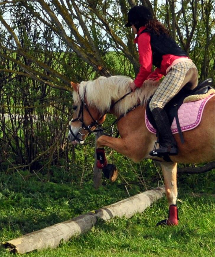 Haflinger               Alena - :D billede 20