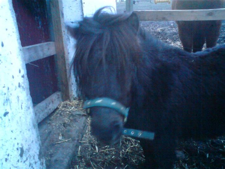 Shetlænder Turbo billede 1