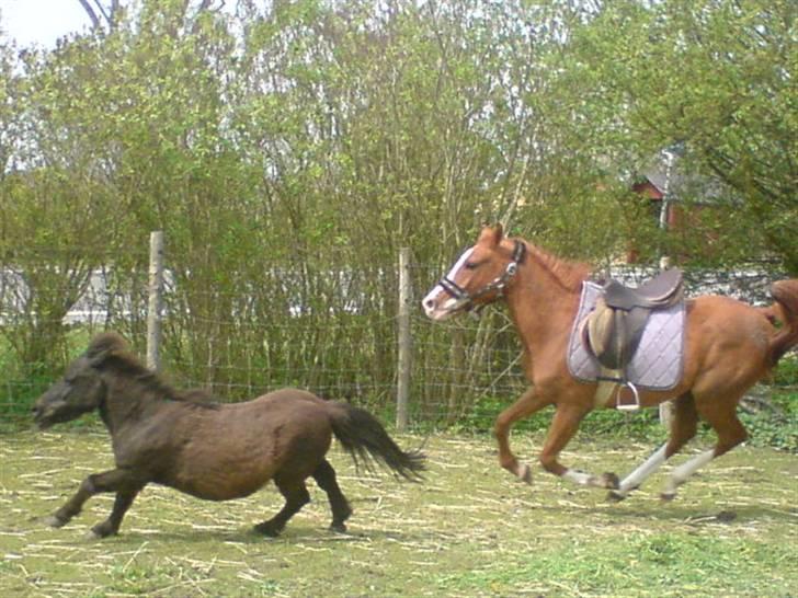 Shetlænder Turbo billede 2