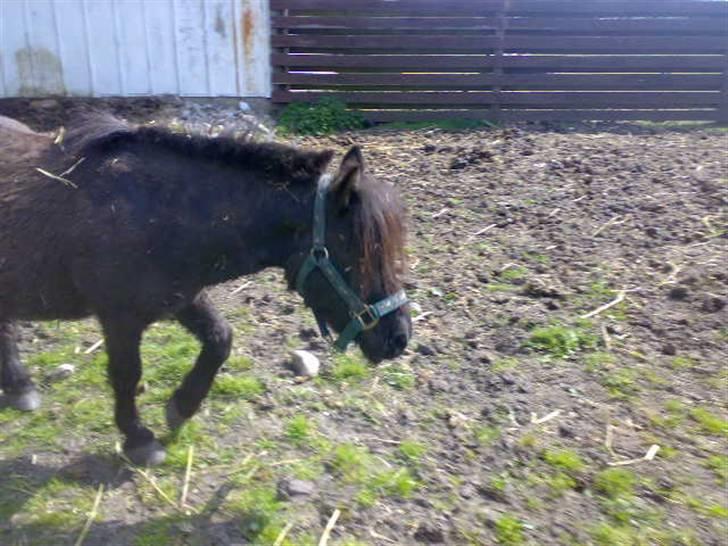 Shetlænder Turbo billede 3