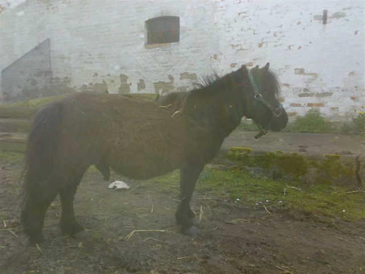 Shetlænder Turbo billede 4