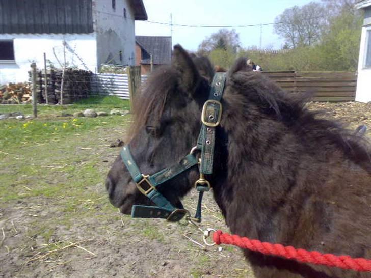 Shetlænder Turbo billede 5