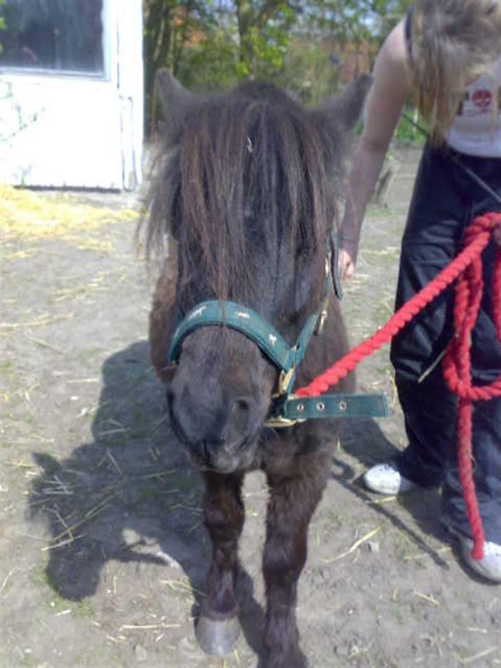 Shetlænder Turbo billede 6