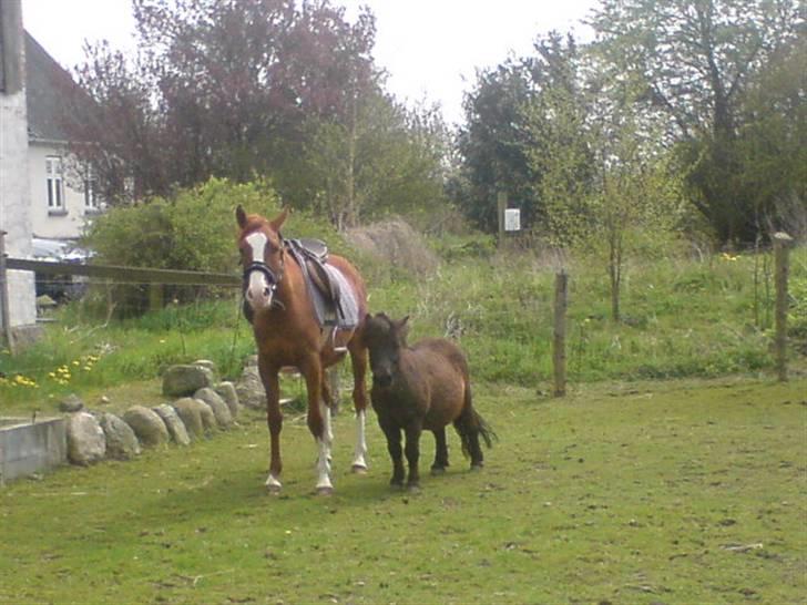 Shetlænder Turbo billede 7