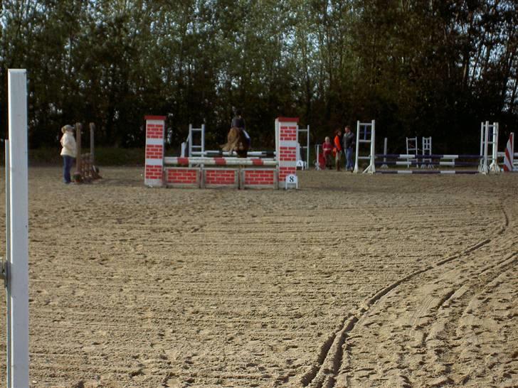 Anden særlig race Blue Eye - igen er vi igang fuld fart over springene hehe<33 billede 3