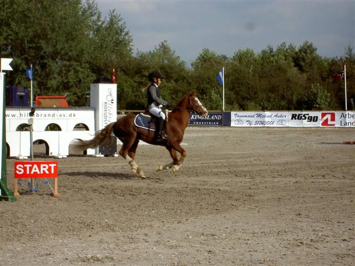 Anden særlig race Blue Eye - fuld til balticup billede 14
