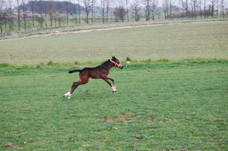 Pinto Storgaards Isabella - Hendes første dag på fold. billede 5