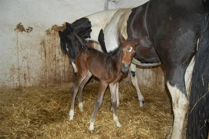 Pinto Storgaards Isabella - Her er hun er par timer gammel. billede 6