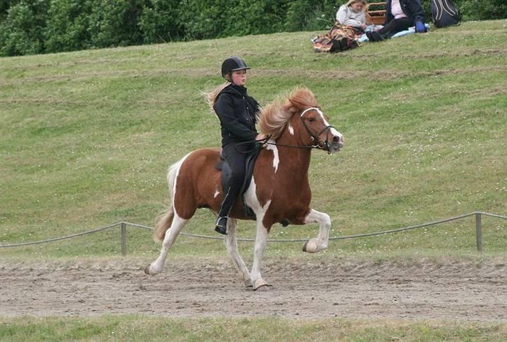 Islænder Falleg fra Thorsvighus - Hurtig tølt til Pinsestævnet 2009 ! Foto : Caroline storch billede 4