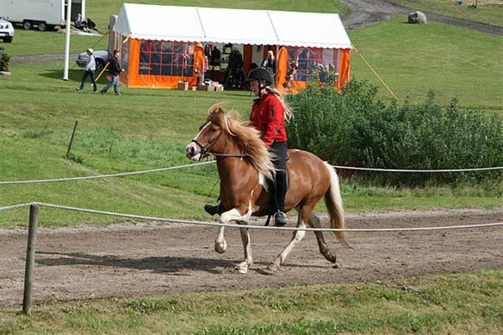 Islænder Falleg fra Thorsvighus - NR 2! : "fint så tølter jeg da! xD" Sjællandsstævnet 08 - Stiltølt :b Foto : Maya Westander billede 5