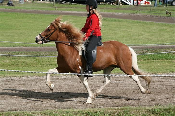 Islænder Falleg fra Thorsvighus - NR 3)! "Nu skal det krafteder*e gå stærkt!" , "Gi den gas ernie! :b"  SS 08 - Stiltølt :b Foto : Maya Westander billede 6