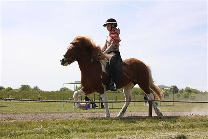 Islænder Falleg fra Thorsvighus - Rundt i et hjørne til  pytla i arbejdstølt :) ILY  <3 :b   Foto Clara K billede 8