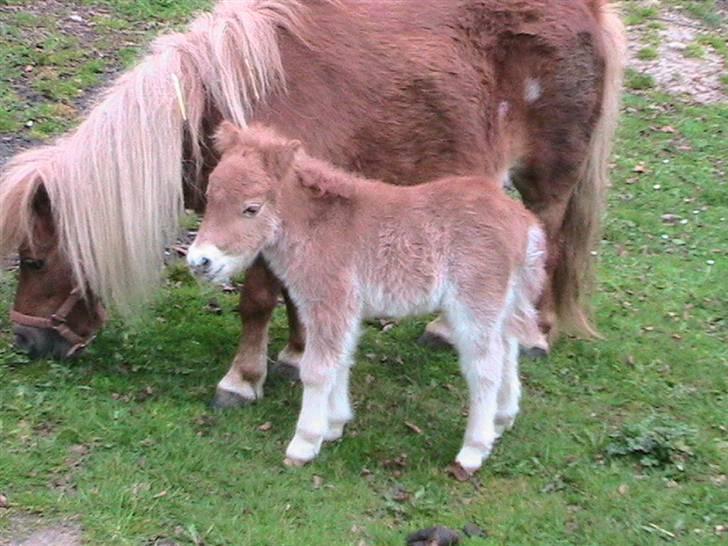 Dansk Miniature Hovvejens Duketo  billede 1