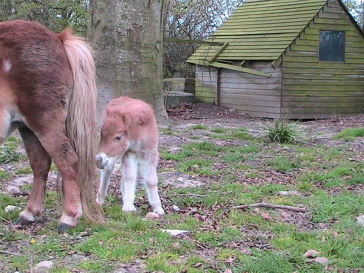 Dansk Miniature Hovvejens Duketo  billede 2