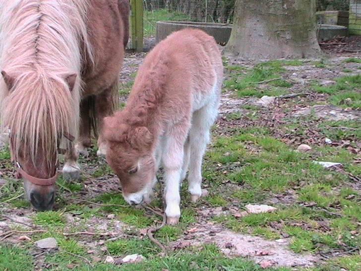 Dansk Miniature Hovvejens Duketo  billede 3