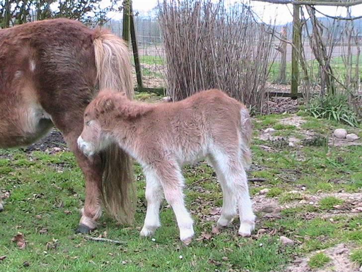 Dansk Miniature Hovvejens Duketo  billede 4