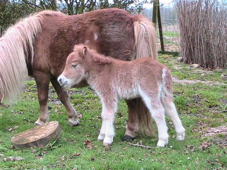 Dansk Miniature Hovvejens Duketo  billede 5