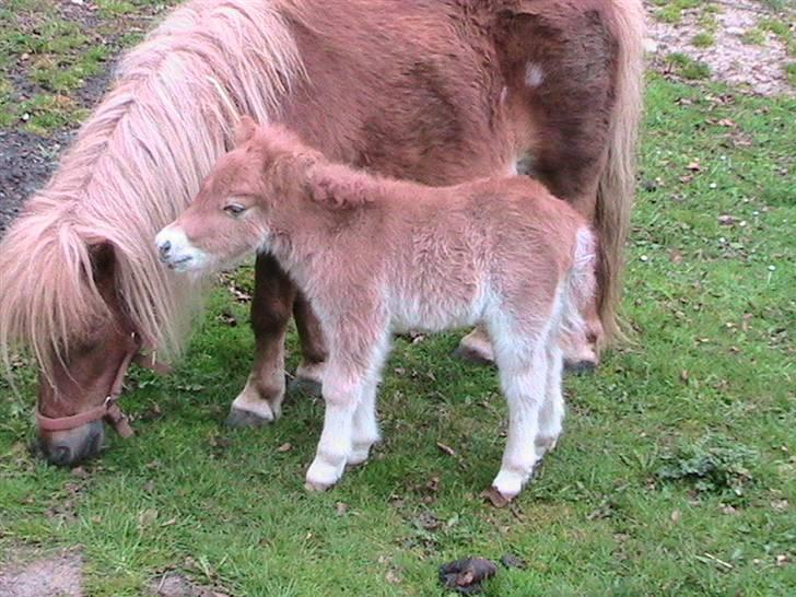 Dansk Miniature Hovvejens Duketo  billede 6