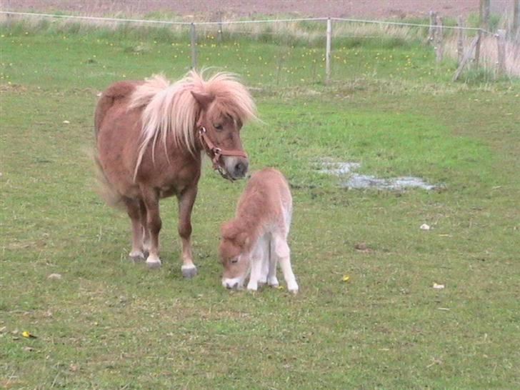 Dansk Miniature Hovvejens Duketo  billede 7