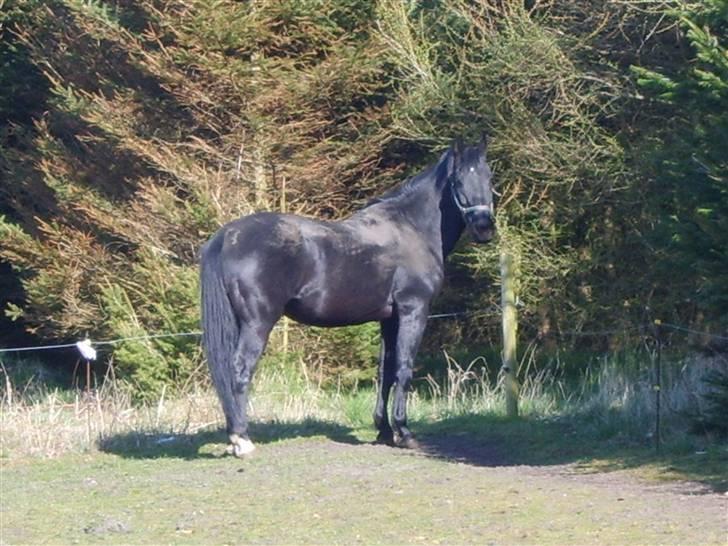 Oldenborg fjummer - en dejlig april dag 2008 billede 8