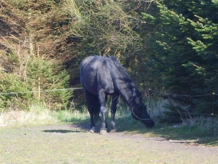 Oldenborg fjummer billede 11