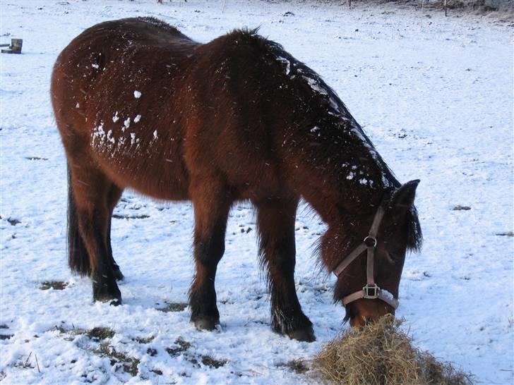 Anden særlig race Lulu - Mmm.. Lækkert xD. billede 2