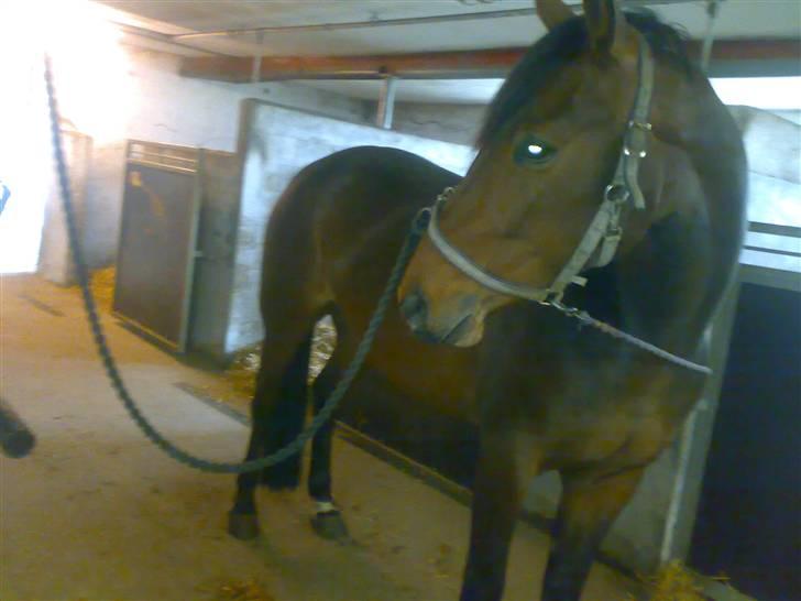 Pinto kila`s marcy billede 3