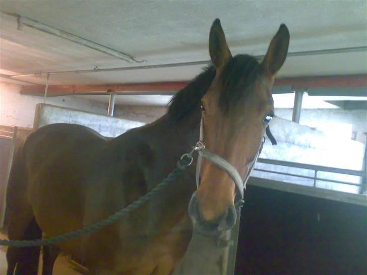 Pinto kila`s marcy billede 4