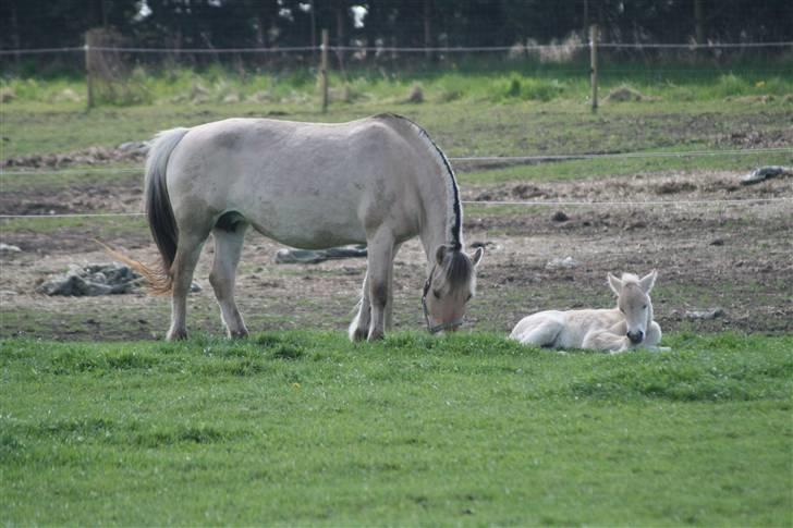 Fjordhest Mosegårdens Frida billede 2