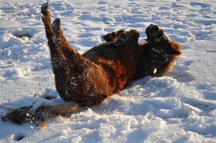 Shetlænder KJÆRSGAARDS AMINA - Rulle rulle - så DEJLIGT med sne!!:P 26 dec 2009 billede 8